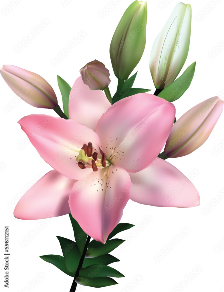 pink lily single bloom flower isolated on white