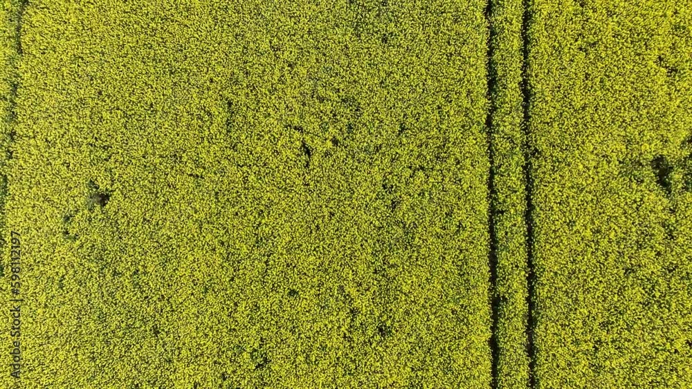 DRONE 4K - Champ de Colza #6