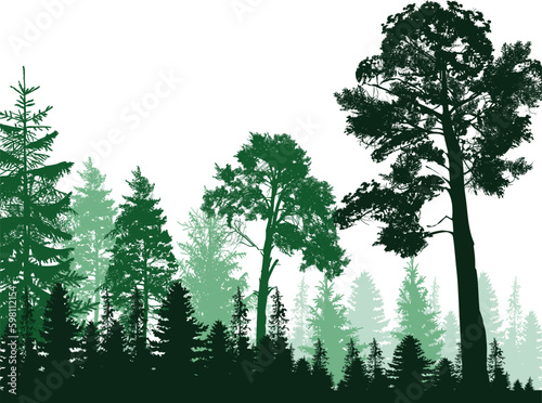 bright green firtrees forest on white background