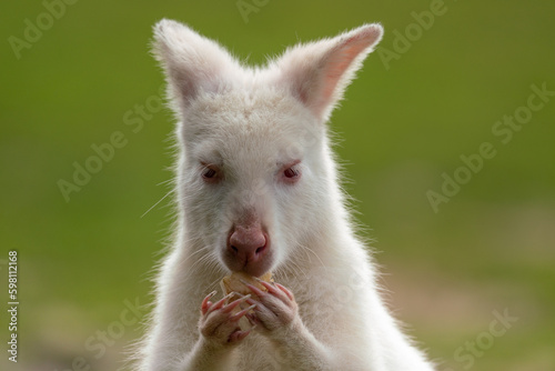 Fototapeta Naklejka Na Ścianę i Meble -  Albino Wallaby