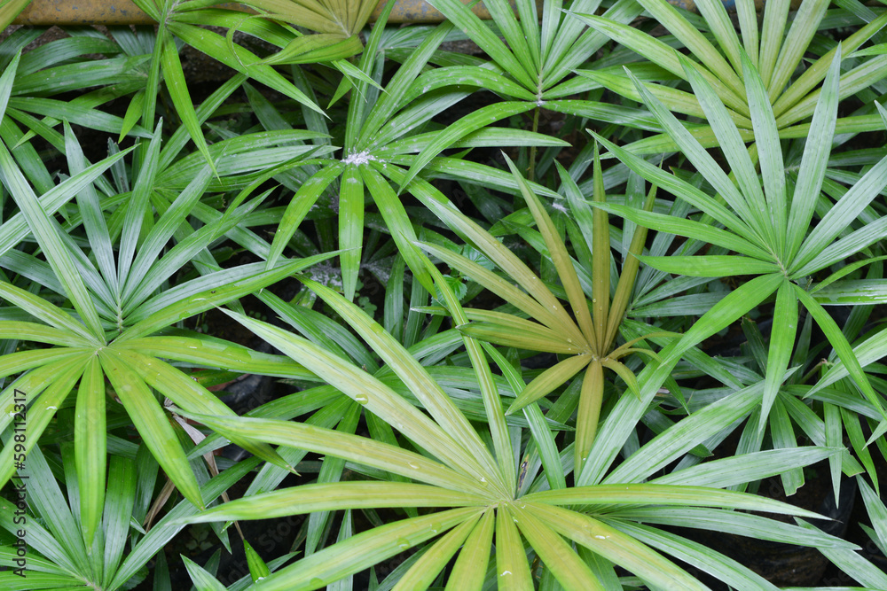 Close up of plants, flowers, leaves. Flat lay photography Close up of plants, flowers, leaves. Flat lay photography