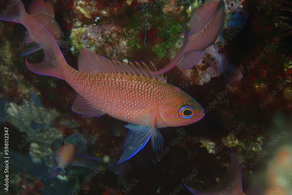 Trescolas, Anthias anthias Trescolas, Anthias anthias