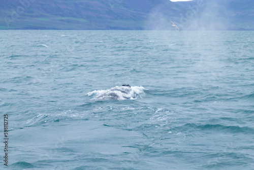 Whale watching from Akureyri, Iceland. Whale in nature © elleonzebon
