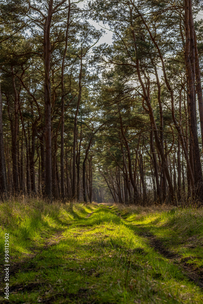 Fototapeta premium eine Lichtung mit Bäumen im Wald