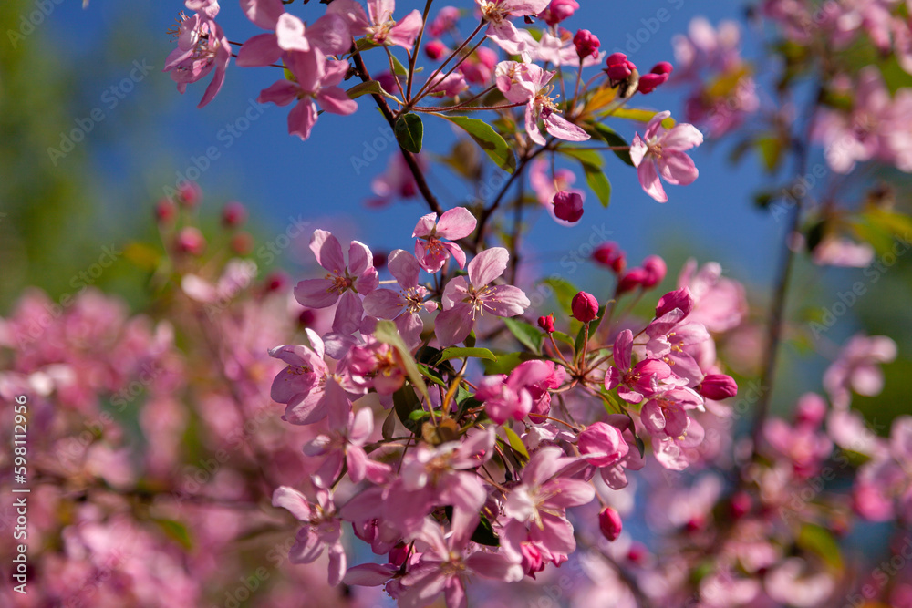 Obraz premium Branches of a blooming wild apple tree against the background of a blue-bright spring sky. Pink flowers on the branches of an apple tree on a bright spring sunny day. Selective focus.