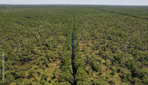Pipeline path in the Louisiana cypress tree swamp and bayou forest