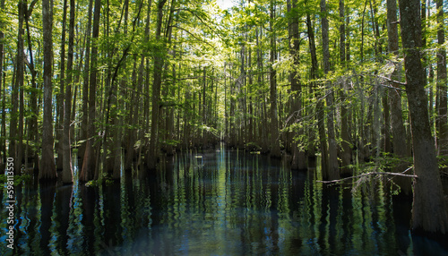 Louisiana swamp and bayou surrounded by cypress trees making path in the trees