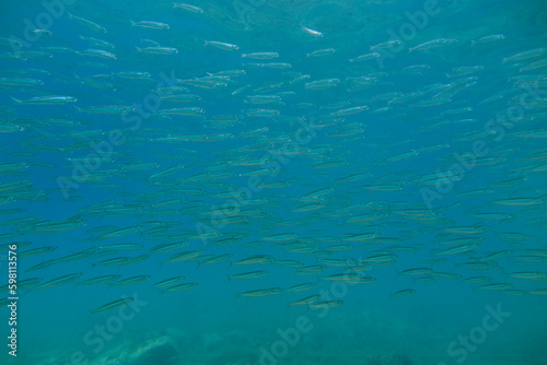 Chucleto, Atherina hepsetus, grupo de peces que suelen nadar en grandes grupos.