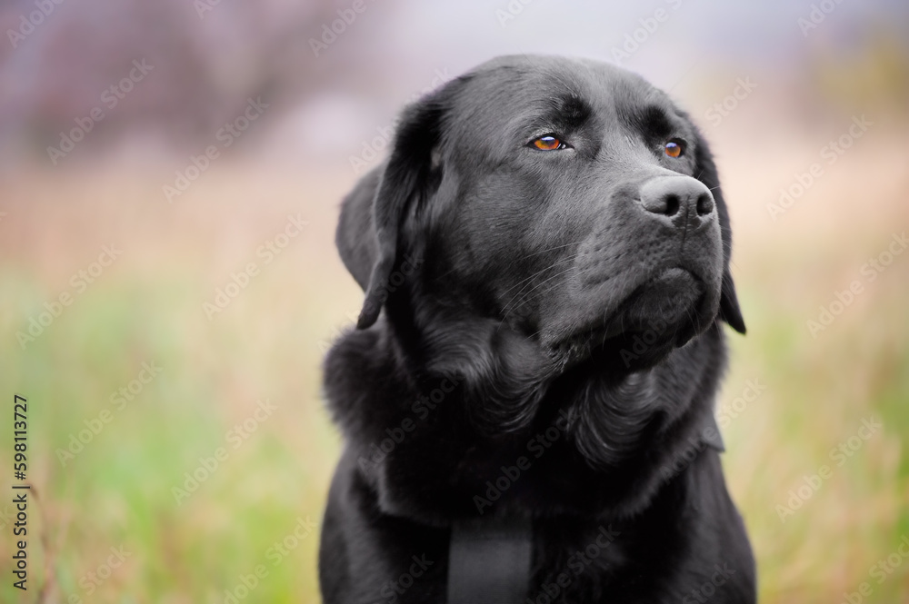 Black labrador retriever on a green blurred background. Portrait of a young dog. Animal, pet.
