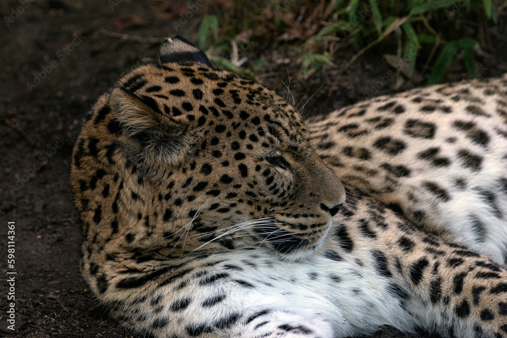 Fototapeta premium Leopard Lying Down