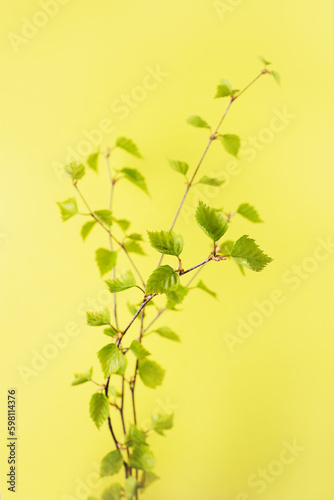 birch branch with blossoming leaves on a yellow background
