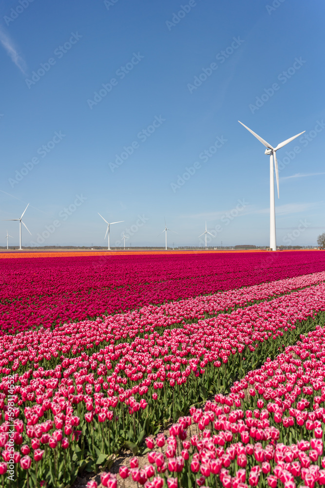 Tulpenfelder vor Windrädern mit blauem Himmel und leichter Bewölkung im Frühling in den Niederlanden
