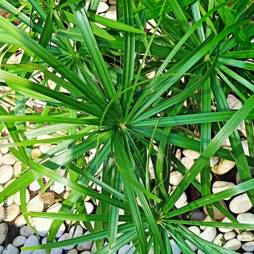 This is a photo of a Cyperus Papyrus plant that i found in the small garden in the hospitals This is a photo of a Cyperus Papyrus plant that i found in the small garden in the hospitals