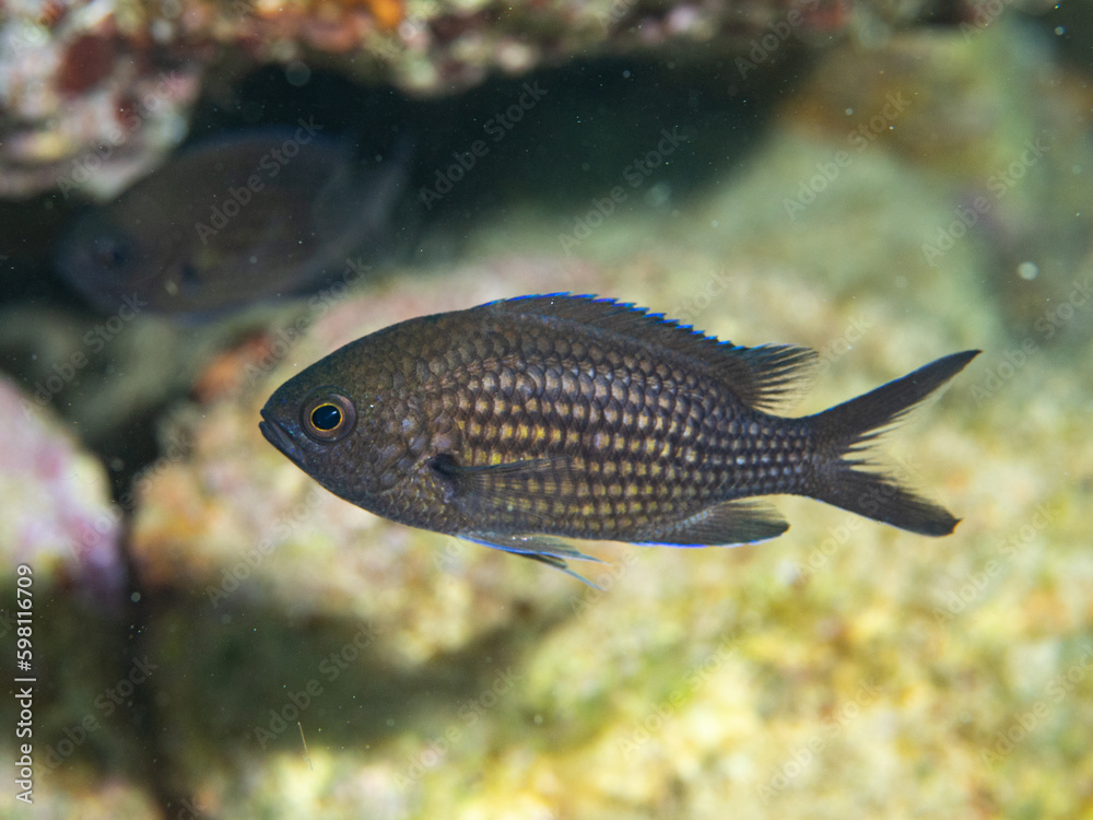Chromis chromis, Castañuela. Chromis chromis, Castañuela.
