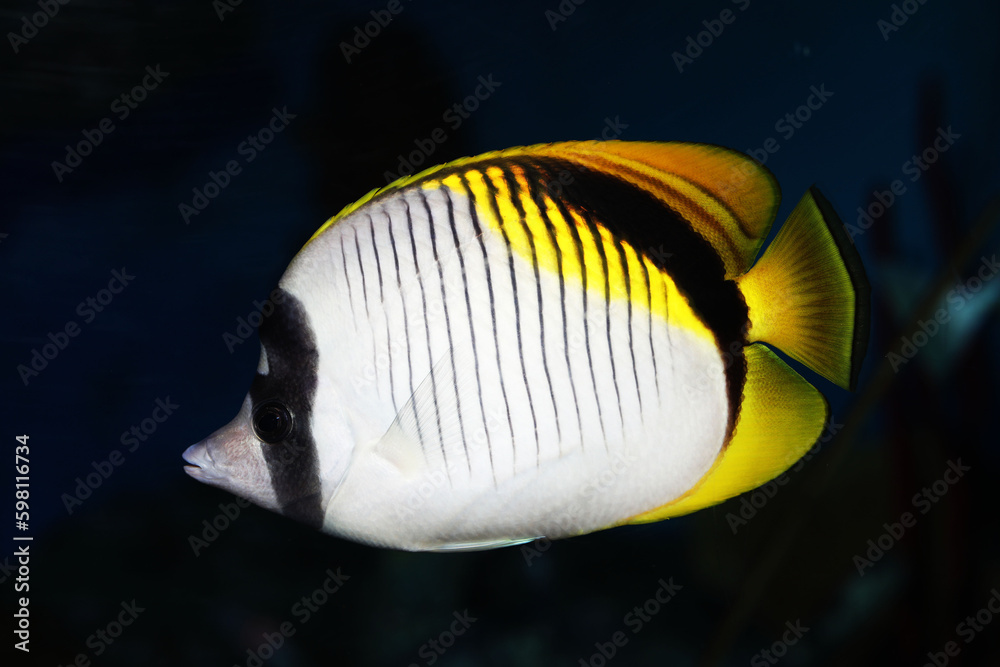 Naklejka premium lined butterflyfish (Chaetodon lineolatus)