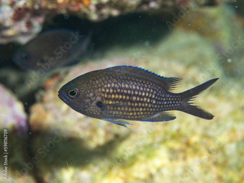 Chromis chromis, Castañuela.  photo