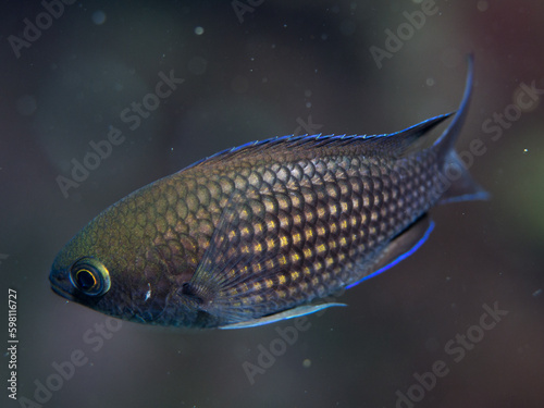 Chromis chromis, Castañuela.  photo