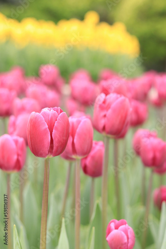 Tulips in the city, bright spring flowers. City alley of blooming tulips. Park of bright beautiful flowers. World Tulip Day. Pink tulips in the foreground and yellow flowers in the background