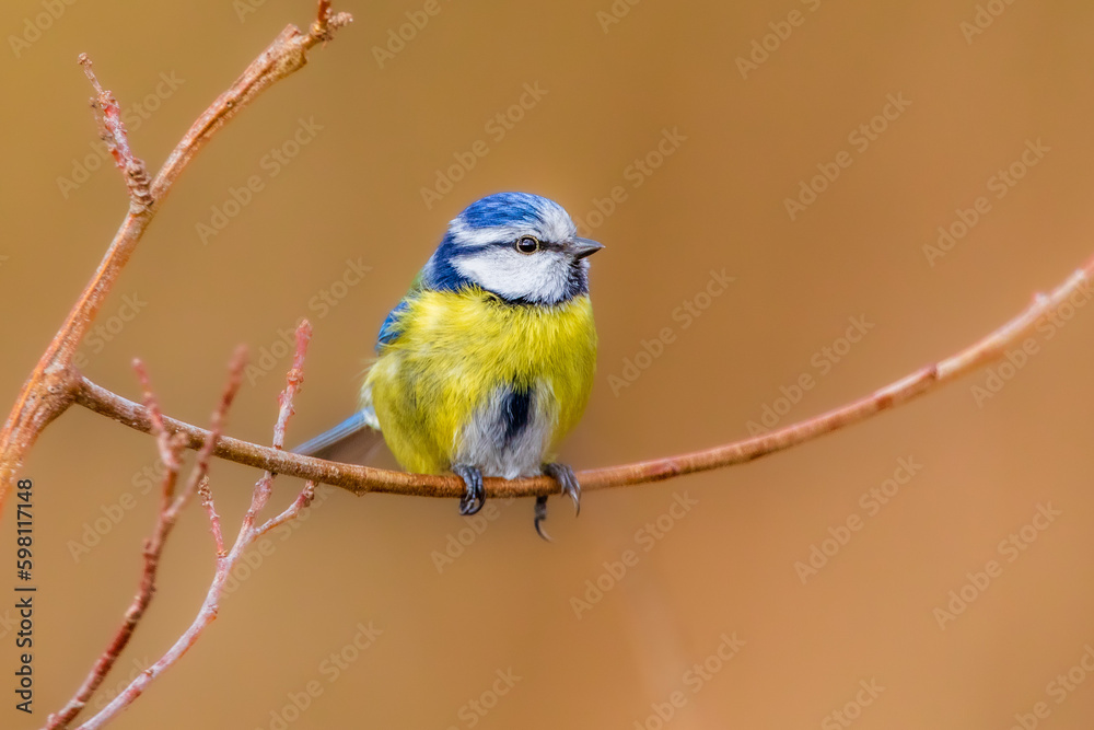 Blaumeise 57 Blaumeise 57