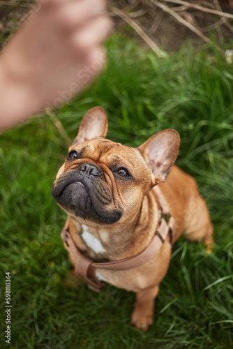 Owner training French bulldog puppy. Young brown dog sitting on a grass in park and asking for a treat