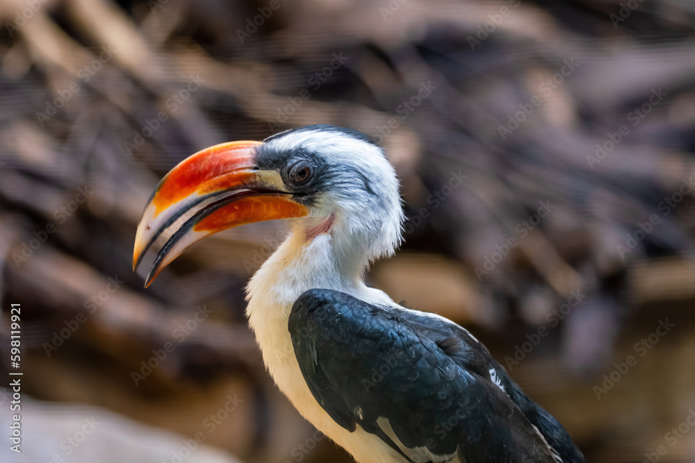 Male Von der Decken's hornbill (Tockus deckeni) Male Von der Decken's hornbill (Tockus deckeni)