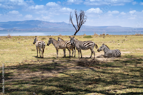 Zebra heard vibing on Crescent Island Lake Naivasha  Kenya Africa
