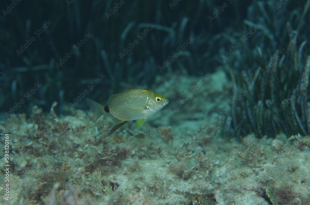 Fototapeta premium Raspallón, Diplodus annularis