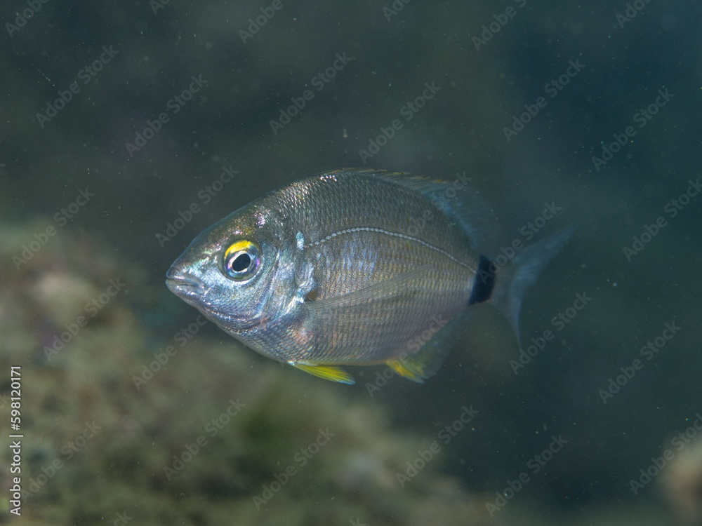 Fototapeta premium Raspallón, Diplodus annularis