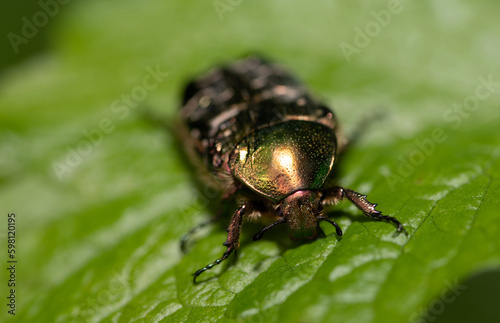 A small golden rose beetle (Cetonia aurata) sits on green leaves in nature