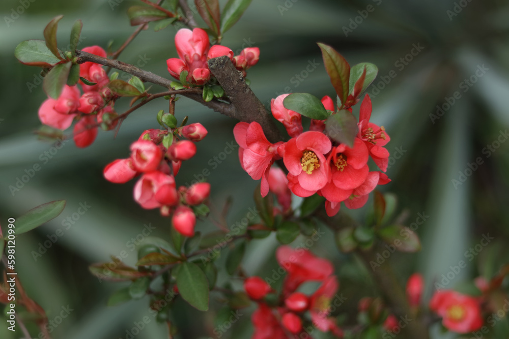 Close up of flowering of Japanese quince or Chaenomeles japonica tree in spring garden. Japanese quince Chaenomeles japonica flowering in spring. Flowering bush Japanese quince. Floral background Close up of flowering of Japanese quince or Chaenomeles japonica tree in spring garden. Japanese quince Chaenomeles japonica flowering in spring. Flowering bush Japanese quince. Floral background