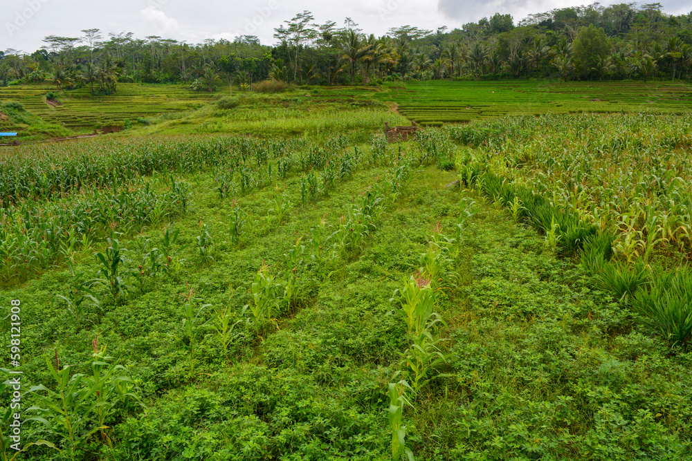 corn tree plant of flowers, stems, and leaves in a field.