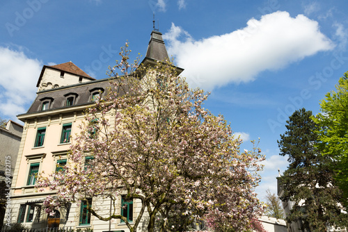Magnolia photo