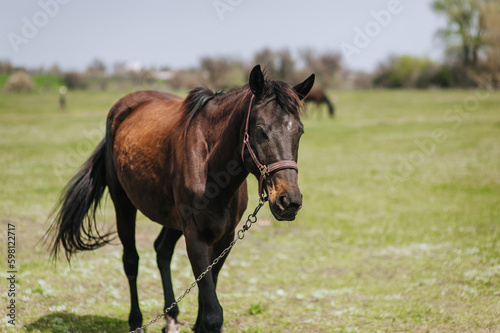 A beautiful brown horse, a stallion walks in a meadow in a field on green grass in a pasture in a village, nature in sunny weather. Animal photography, portrait, wildlife, countryside. © shchus