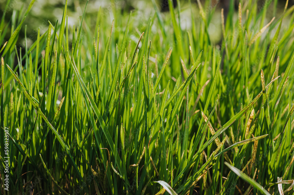 Obraz premium Green onion, garlic growing in the garden. Edible plant, nature, cultivation, close-up photography, gardening.