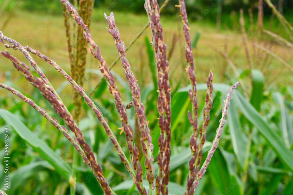 corn tree plant of flowers, stems, and leaves in a field. corn tree plant of flowers, stems, and leaves in a field.