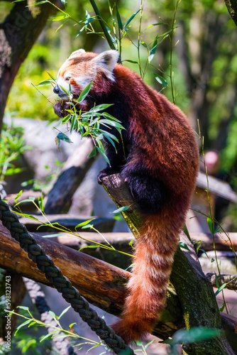 Red panda - Ailurus Fulgens - portrait. Cute animal
