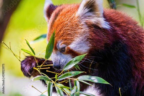 Red panda - Ailurus Fulgens - portrait. Cute animal photo