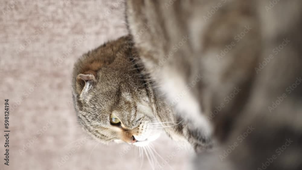 A striped big cat looks into the frame.