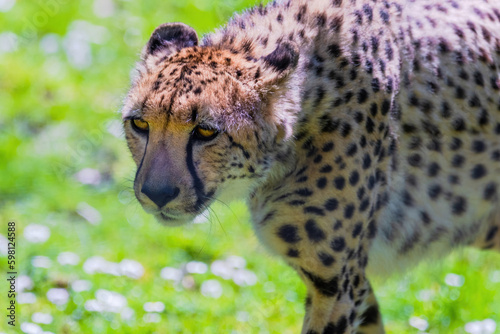 Cheetah Wild Cat Eyes, wildlife animals.