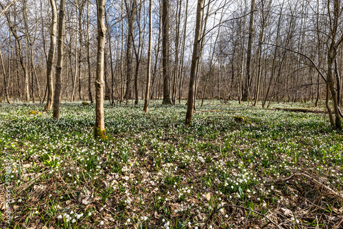 Fototapeta Naklejka Na Ścianę i Meble -  Lovely white and wild Snowflake Leucojum vernum Flowers in a german forest.