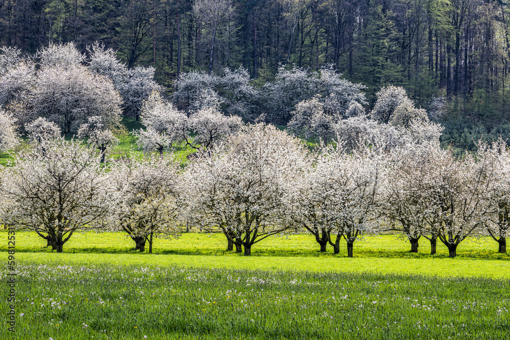 Cherry blossom on the hills around Pretzfeld, Germany in Franconian Switzerland Cherry blossom on the hills around Pretzfeld, Germany in Franconian Switzerland
