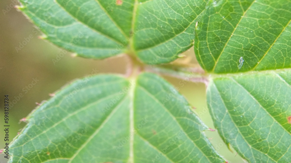 Close up of plants, flowers, leaves. Flat lay photography Close up of plants, flowers, leaves. Flat lay photography