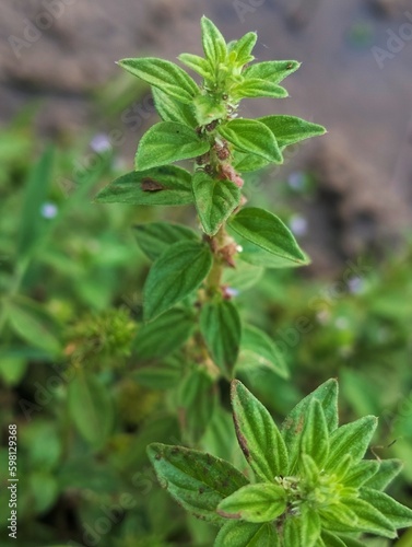 close up of a plant