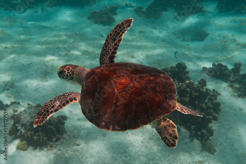Turtle Swimming in the Sea