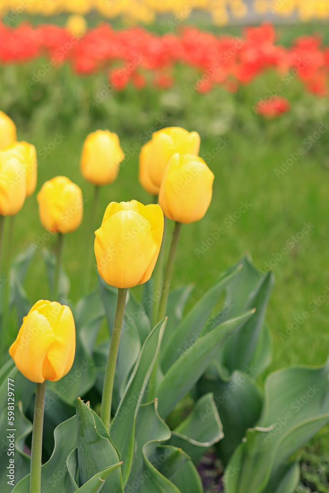 Obraz premium Yellow tulips close up. Tulips in the city, bright spring flowers, selective focus. Park of bright beautiful flowers. World Tulip Day