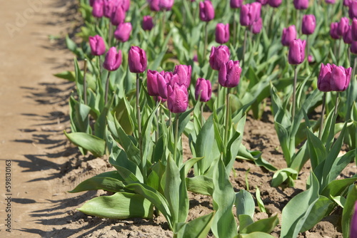 tulipany w rzędzie
