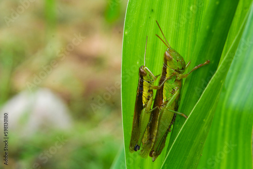 Two locusts that are on a leaf stalk