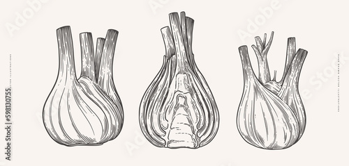 Fennel roots whole and cut. Hand drawn plant for cooking healthy food. The concept of organic food in engraving style. Vector vintage illustration on a light isolated background.