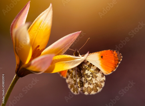 Motyl Zorzynek Rze  uchowiec na tulipanie botanicznym