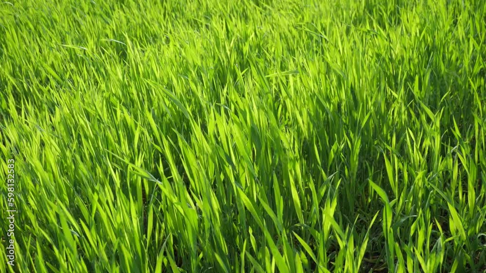 The trembling of rye leaves under the influence of wind.
The leaves of the rye growing in the field flutter in the wind.
The trembling of rye leaves under the influence of wind.
The leaves of the rye growing in the field flutter in the wind.